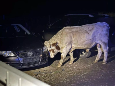 Byki raniły rolnika i niszczyły gospodarstwo. Interweniowały służby