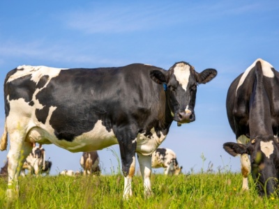 Naukowcy: kontrowersyjny dodatek paszowy nie wpływa na zdrowie