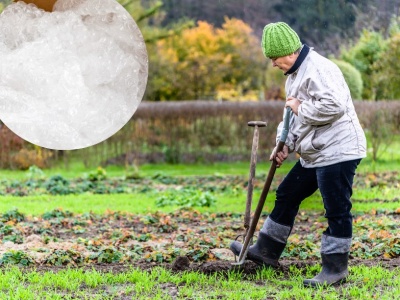 Zamiast wyrzucać folię bąbelkową, wynieś ją do ogrodu. Efekt cię zaskoczy