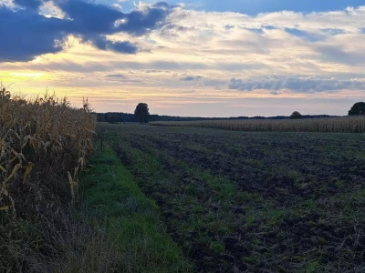 Jakie ceny gruntów ornych? Najnowsze dane GUS