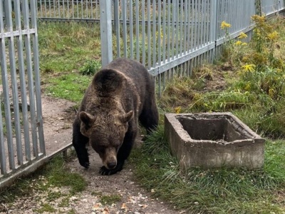 Trzymał niedźwiedzia na działce pod Częstochową. Zwierzę odebrane, właściciel z zarzutami