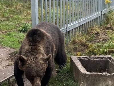 49-latek przetrzymywał... niedźwiedzia brunatnego. Mężczyzna usłyszał zarzuty
