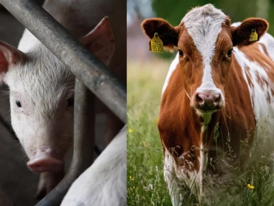 Produkcja zwierzęca w opałach. Będzie narodowa strategia rozwoju?