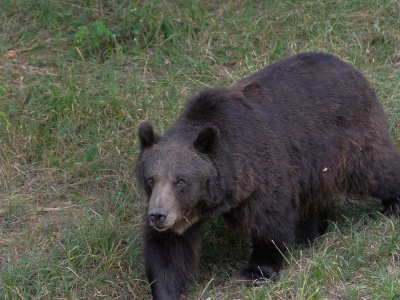 Rok niewolił niedźwiedzicę w złych warunkach. Miał być cyrk, jest zarzut