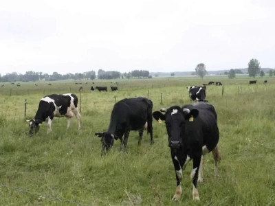 Rynek mleka się odwrócił. Kto dziś rządzi, a kto spadł z podium?