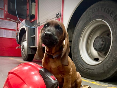 Nowy czworonożny strażak w KP PSP Świebodzin
