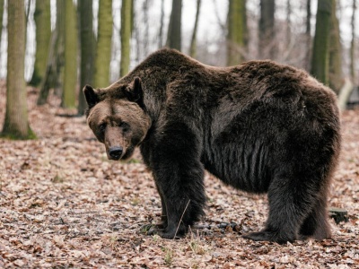 Niedźwiedzica w ogródku w Częstochowie. Mężczyzna miał ją przetrzymywać przez rok