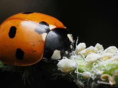 Biologiczne środki ochrony roślin. Czy UE przyspieszy rejestrację?