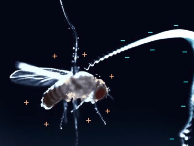 Skaczące pasożyty i elektryczne muchy. Dosłownie przyciągają ofiary