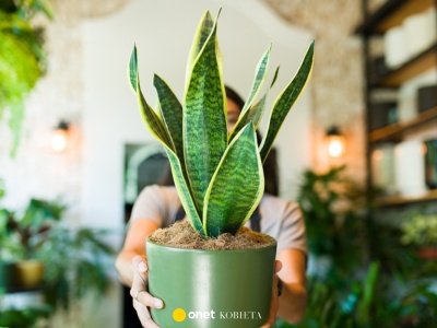 Te rośliny są jak pochłaniacze wilgoci. Genialny patent do domu zwłaszcza na jesień i zimę