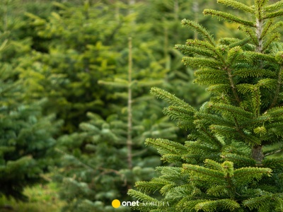 To nie żart. Polacy masowo ruszyli na plantacje choinek