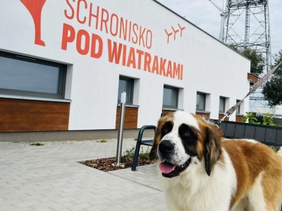 Kobieta podrzuciła TO pod schroniska. Teraz jest poszukiwana