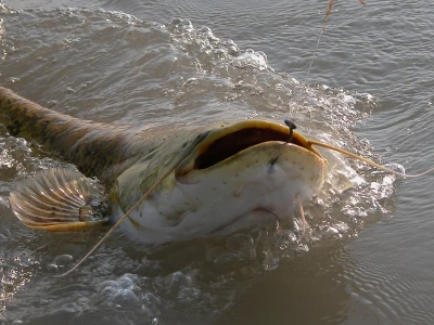 Wędkarz opublikował zdjęcie gigantycznego suma. Podał wymiary ryby