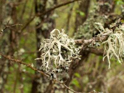 Płucnica islandzka regeneruje płuca, żołądek, błony śluzowe