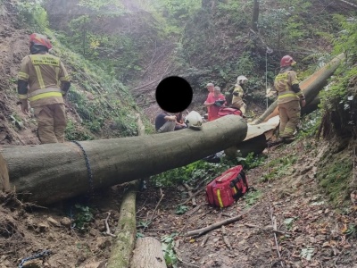 Tragiczny finał prac leśnych. 62-latek nie przeżył uderzenia powalonym drzewem