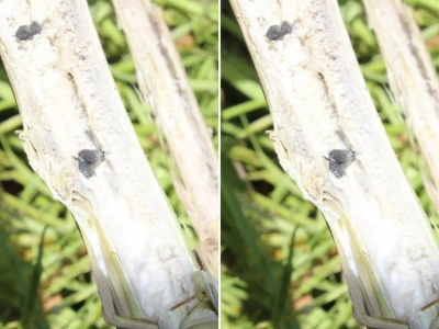 Jak stosować biologiczne środki ochrony roślin? Praktyczne rady prof. Sosnowskiej