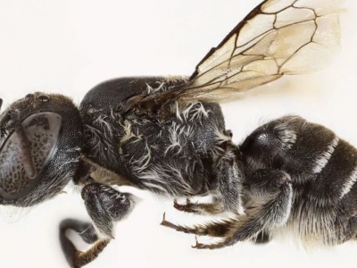 Australia: odkryto nowy gatunek rogatej pszczoły, która wygląda, jakby robiła grzeszny miód