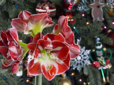 Co zrobić, żeby amarylis zakwitł na święta? Jeden trik i wystrzeli kwiatami jak confetti