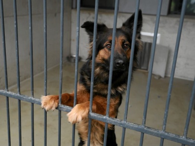 Pożar zniszczył schronisko dla zwierząt w Obłężu. Ruszyła pilna zbiórka. 