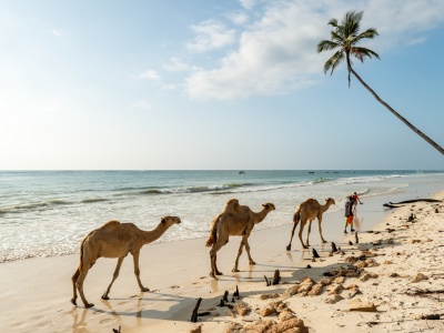 All inclusive w rajskiej Kenii 🌴🦒 7 dni w 4* hotelu przy plaży za 4354 PLN