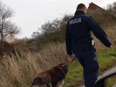 Pies pilnował swego pana, który leżał na ziemi