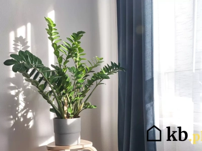 Masz zamiokulkasa? Jedna łyżeczka TEGO pobudzi go jak energetyk!