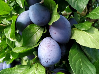 Śliwkowy ranking 2025: województwa, powiaty i gminy pod lupą – dane ARiMR 2025