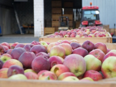 Co chcą sprzedać sadownicy, czego szukają kupujący?