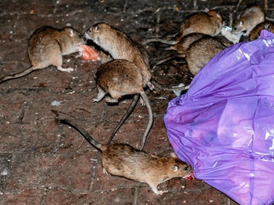 Szczury plagą w polskim mieście. Piszą o 