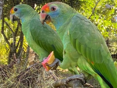 Rzadkie papugi wróciły do Atlantyckiego Lasu Deszczowego. Po dekadach ciszy znów słychać ich głos