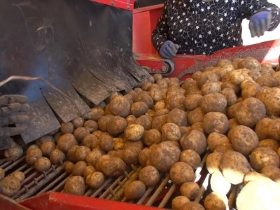 Kryzys na rynku ziemniaków. FBZPR alarmuje: nadprodukcja, tani import i brak środków ochrony