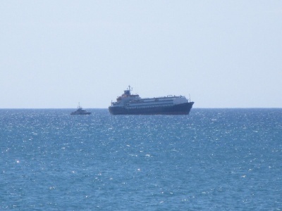 Horror na morzu. Tysiące krów uwięzione na statku z powodu biurokracji