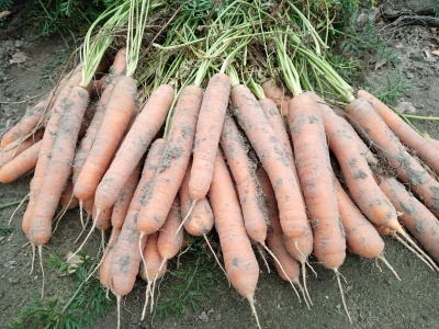 Warzywa z miejskich działek pod lupą naukowców. Romantyczny obraz „zdrowej żywności z grządki” może być mylący