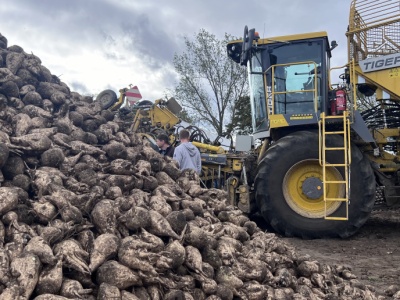 Wielu plantatorów wciąż nie zakończyło zbiorów buraków. Czas działa na niekorzyść