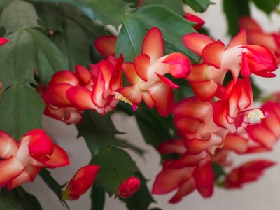 Zamiast do kubka wlej do grudnika. Ten napar działa na niego jak 