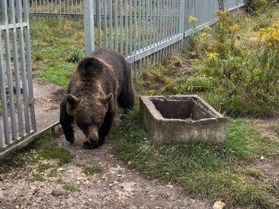 Częstochowa: 49-latek trzymał niedźwiedzia brunatnego na posesji. Usłyszał zarzut