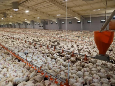 Ukraina zwiększa eksport drobiu. MHP przejmuje kontrolę nad unijnymi kwotami