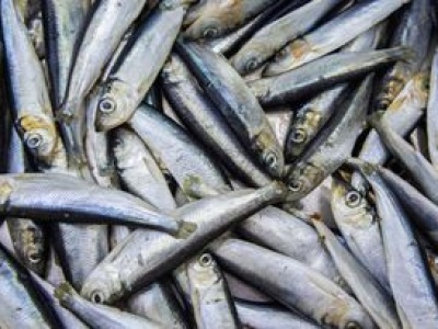 Były na królewskich stołach i ratowały żołnierzy. Później przylgnęła do nich nazwa 