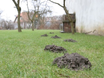 Masz dość jesiennych kopców? Zobacz, jak zniechęcić kreta do wychodzenia z tunelu. Tak uratujesz trawnik