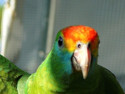 Ptak o tęczowej głowie pojawił się nad chronionym lasem. To wielka rzadkość