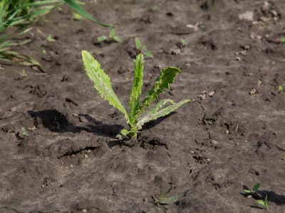 Do kiedy można stosować glifosat jesienią na chwasty?