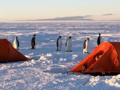 Pingwiny odwiedziły szkolących się pilotów. To była głośna pobudka