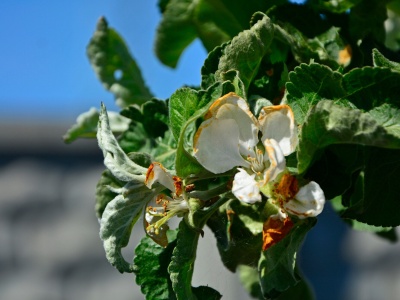 Wsparcie dla producentów owoców 2025 – projekt rozporządzenia RM i zasady pomocy ARiMR