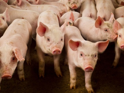 Mięsny gigant zmienia plany. Rezygnuje z przejęcia trzech zakładów