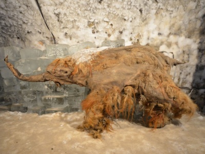 Uzyskano najstarsze RNA. W tkankach mamuta widać ślady stresu z powodu ataku lwów