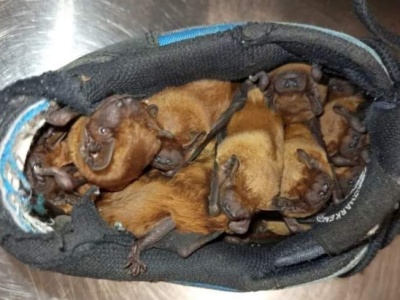 Nietypowy widok na balkonie. W butach było… 20 nietoperzy