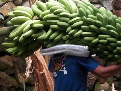 Banany z Wysp Kanaryjskich: Pół miliona kg mniej w sprzedaży