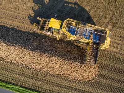 Ostatni moment na zbiór buraków cukrowych. Jak zabezpieczyć odpowiednio pryzmę?