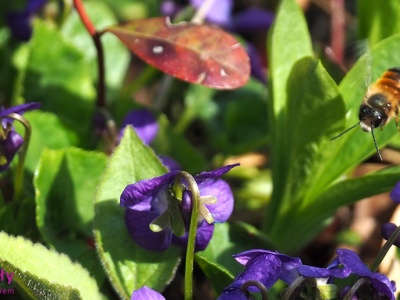Fiołek wonny – Viola odorata L.