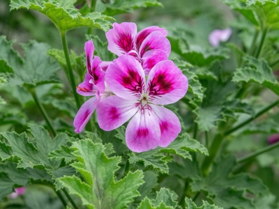 Pelargonia pachnąca relaksuje, łagodzi infekcje. Przepis na olejek